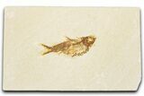 Detailed Fossil Fish (Knightia alta) - Wyoming #344431-1